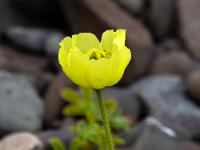 Gelber Arktischer Mohn